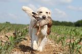 GOLDEN RETRIEVER 403